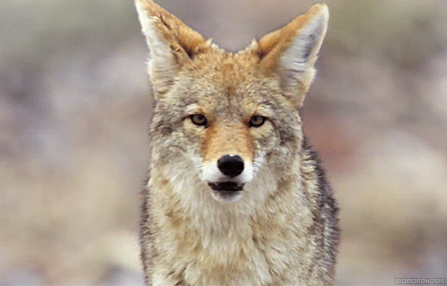 Pet Kennels Safe From Coyotes